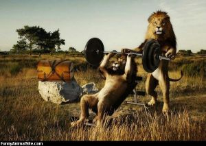 Lions-Working-Out-raw-multimedia