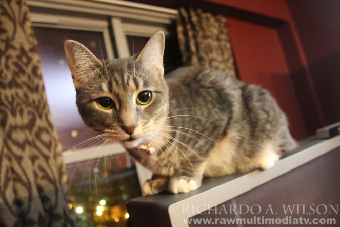 Raw Multimedia - Curious Kitty - Photography