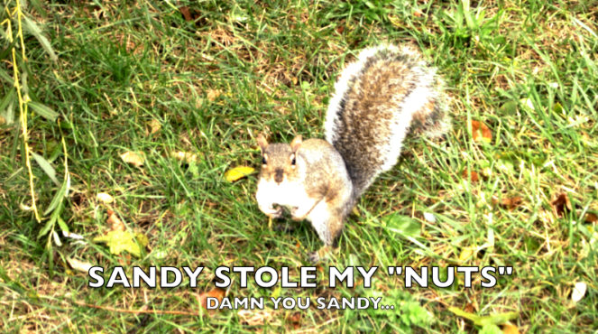 Hurricane Sandy Stole My Nuts