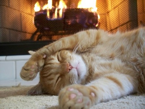 Cozy Kitty Cat