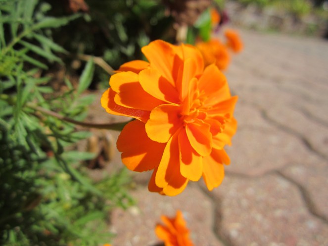 Orange Flower - Nature Photography