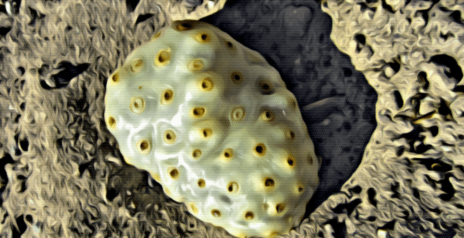 Earth Fruit - Cinematic Art Films RawMultimedia Photography