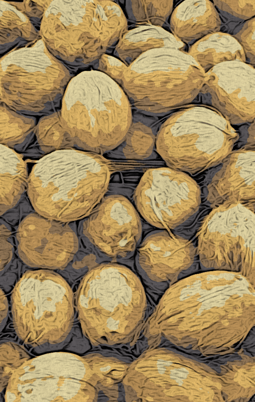 COCONUTS 2 RawMultimedia Photography Art