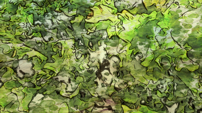 LETTUCE Rawmultimedia Photography Art