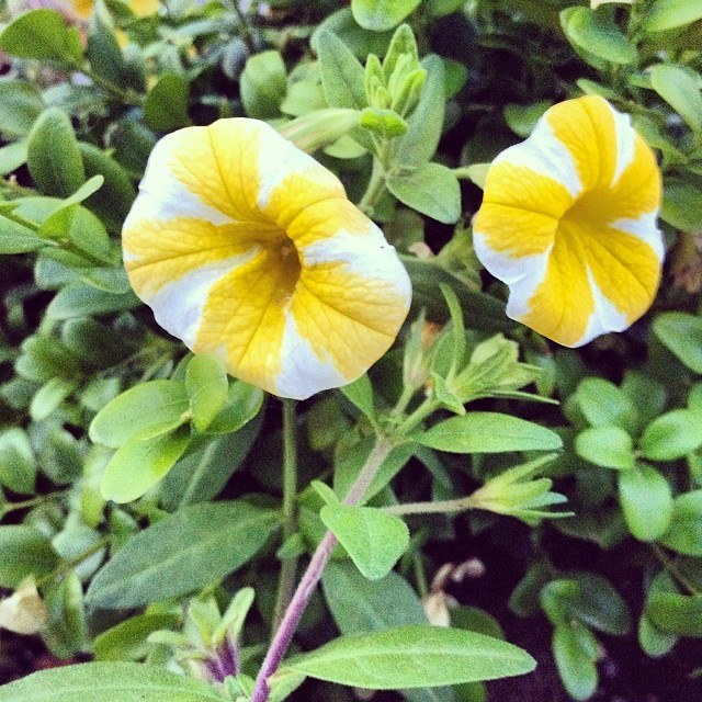 Flowers Yellow White, New York City RawMultimedia Photography