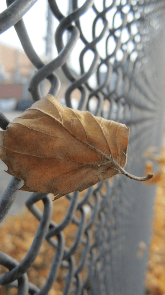 Leaf Art - RawMultimedia Photography 1