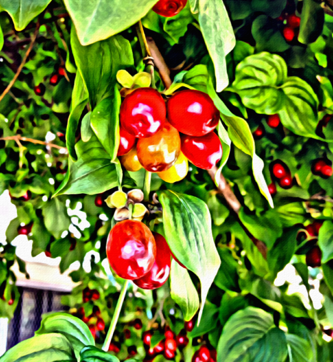 Fruit In The Tree - RawMultimedia Photography Art Painting 1