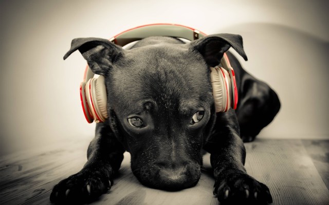 black-puppy-headphones-lovely-music-mood-cute-photo-hd-wallpaper