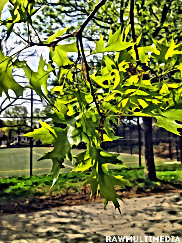 Green Leaf - RawMultimedia Lifestyle Photography Art - c