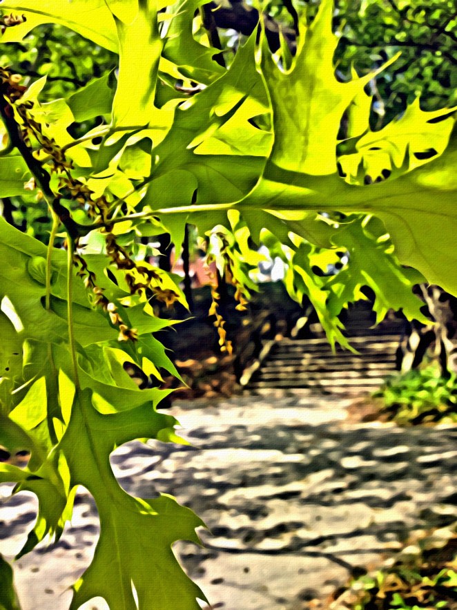 Park Life - Landscape Photography RawMultimedia Art New York City