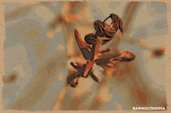 Red Brown Leaf Blend - Art Photography RawMultimedia New York City - c