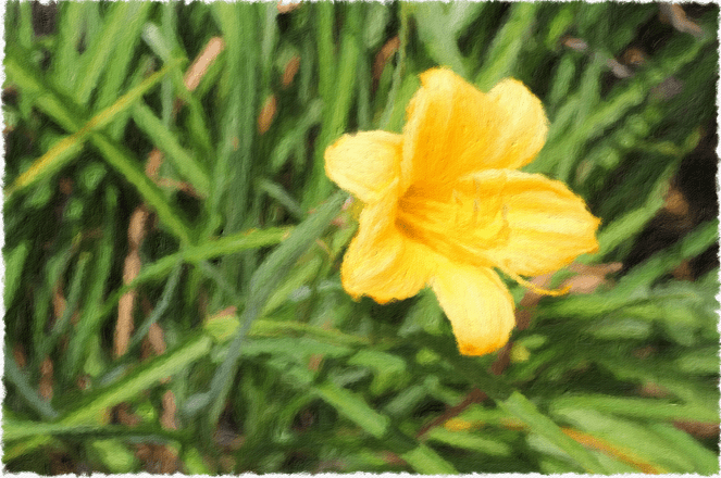 Yellow Flower - Nature Photography RawMultimedia Art