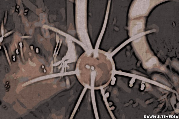 Atomic Atom Cosmic - Black and White Photography RawMultimedia Art New York City - cc