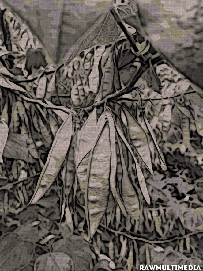 Lost Leaves - Life Dark Photography RawMultimedia New York City Art - c