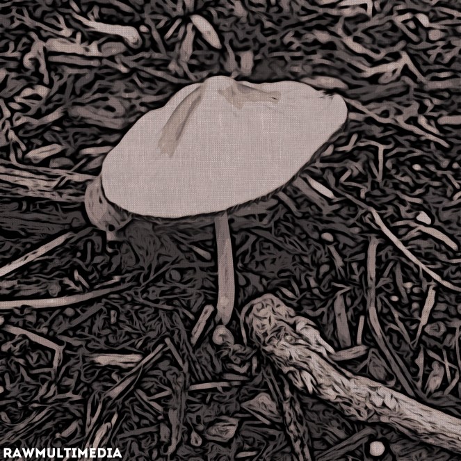 Within Nature - Dark Photography RawMultimedia New York City Art - cc