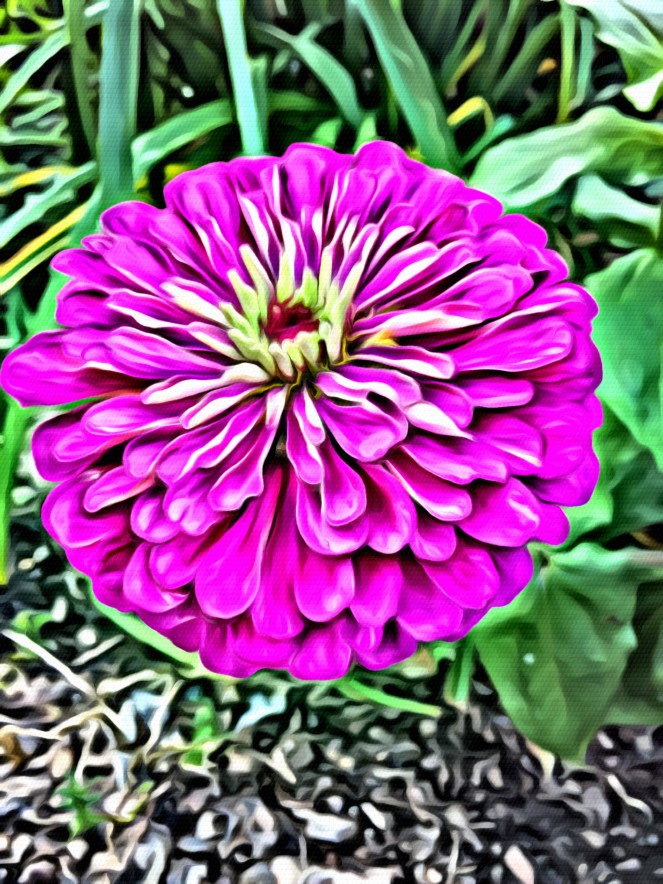 Purple Flower - RawMultimedia Art Fantasy Photography Gallery