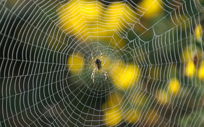 spider web