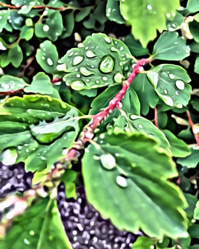 Green Leaf, Dew Water Raining - RawMultimedia Photography Art New York