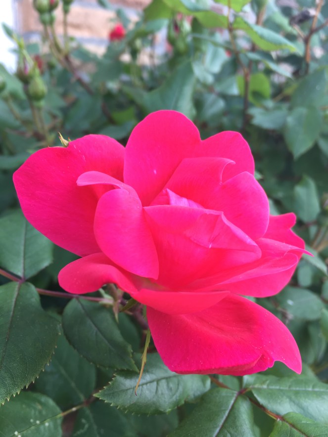 A Flower For You 1 - RawMultimedia Photography