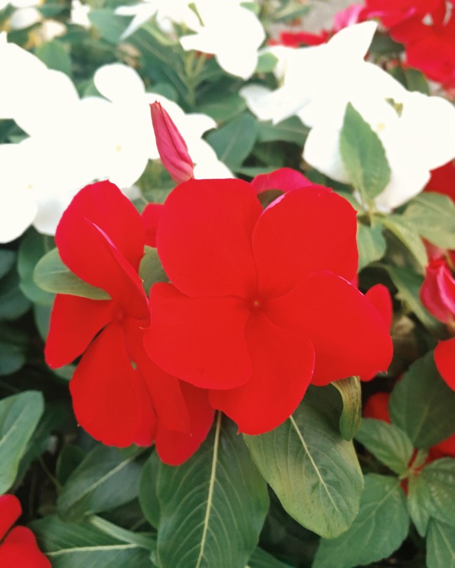 ed-and-white-rawmultimedia-bronx-photographer-new-york-city-photography