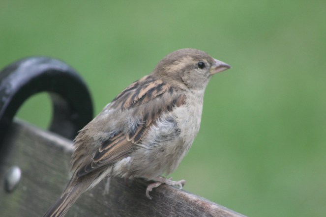 bird-tiny-sitting-rawmultimedia-photography