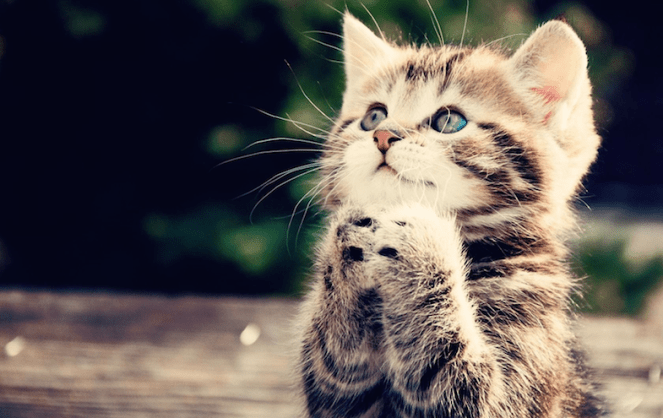 Please-Cute-Cat-Picture