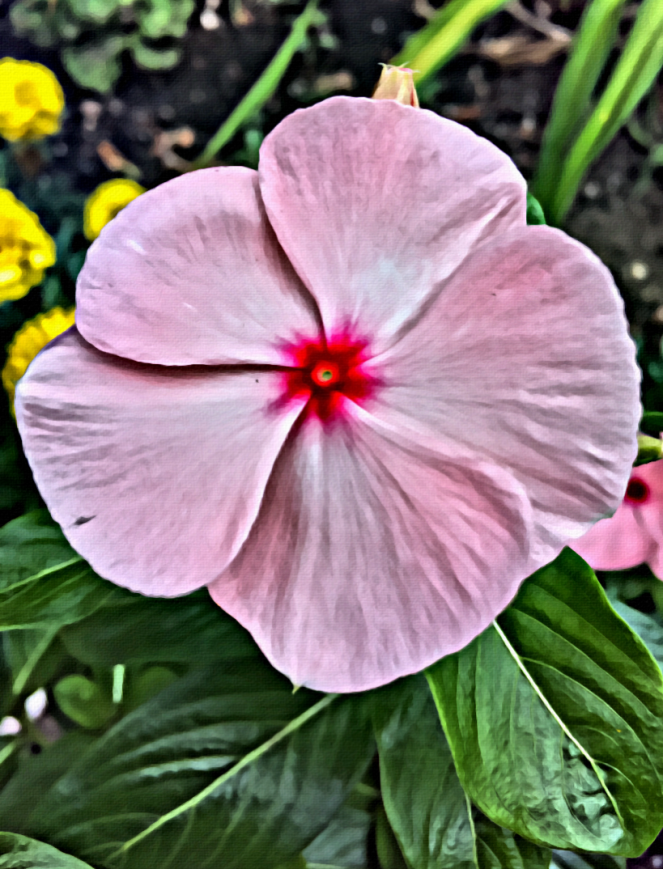 PINK FLOWER Travel Art Photography - RawMultimedia - New York City