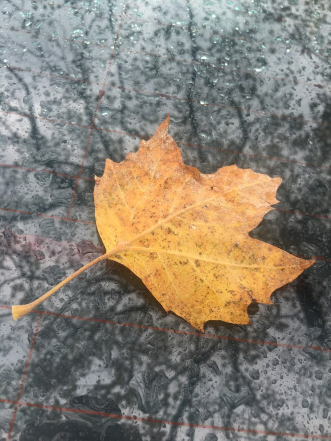 Orange Leaf Rain Flower - RawMultimedia Photo Photography New York City