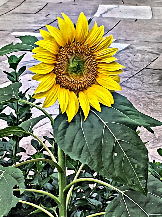 Sunflower yellow beautiful by RawMultimedia Photo Photgraphy