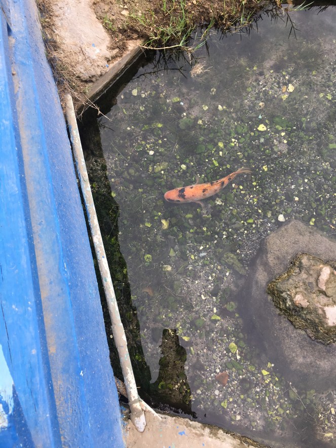 Photos From Jamaica Photo, RawMultimedia Photography