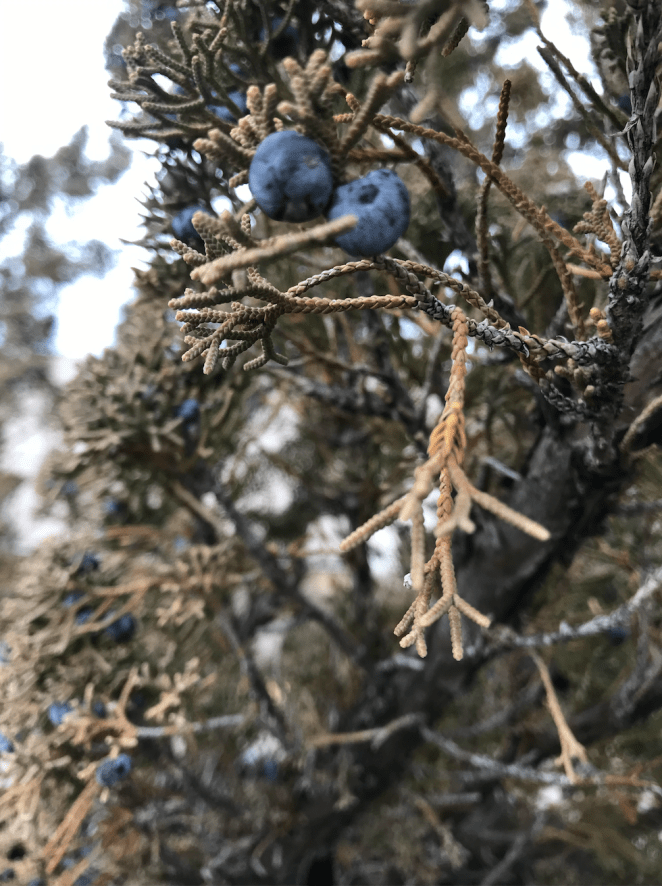 Life Outside 2, Berries - RawMultimedia Photography Photos Pictures - Trees Outdoors Flowers