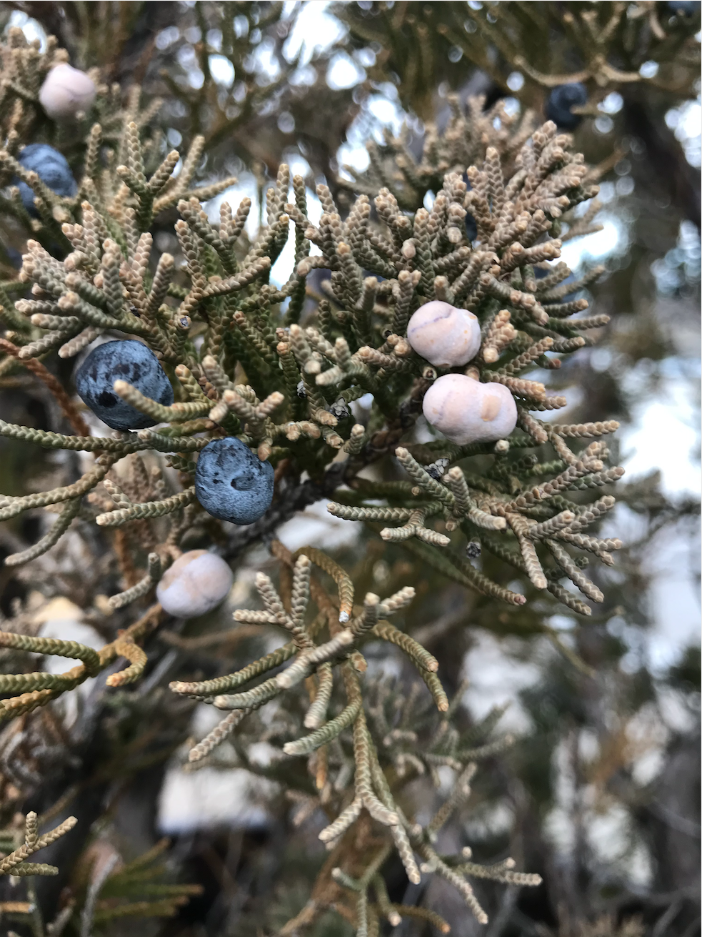 Life Outside, Berries - RawMultimedia Photography Photos Pictures - Trees Outdoors Flowers